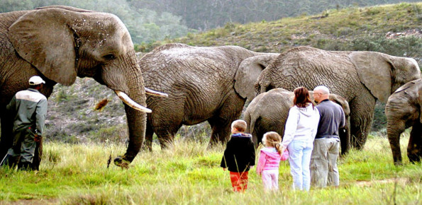 Knysna Elephant Park